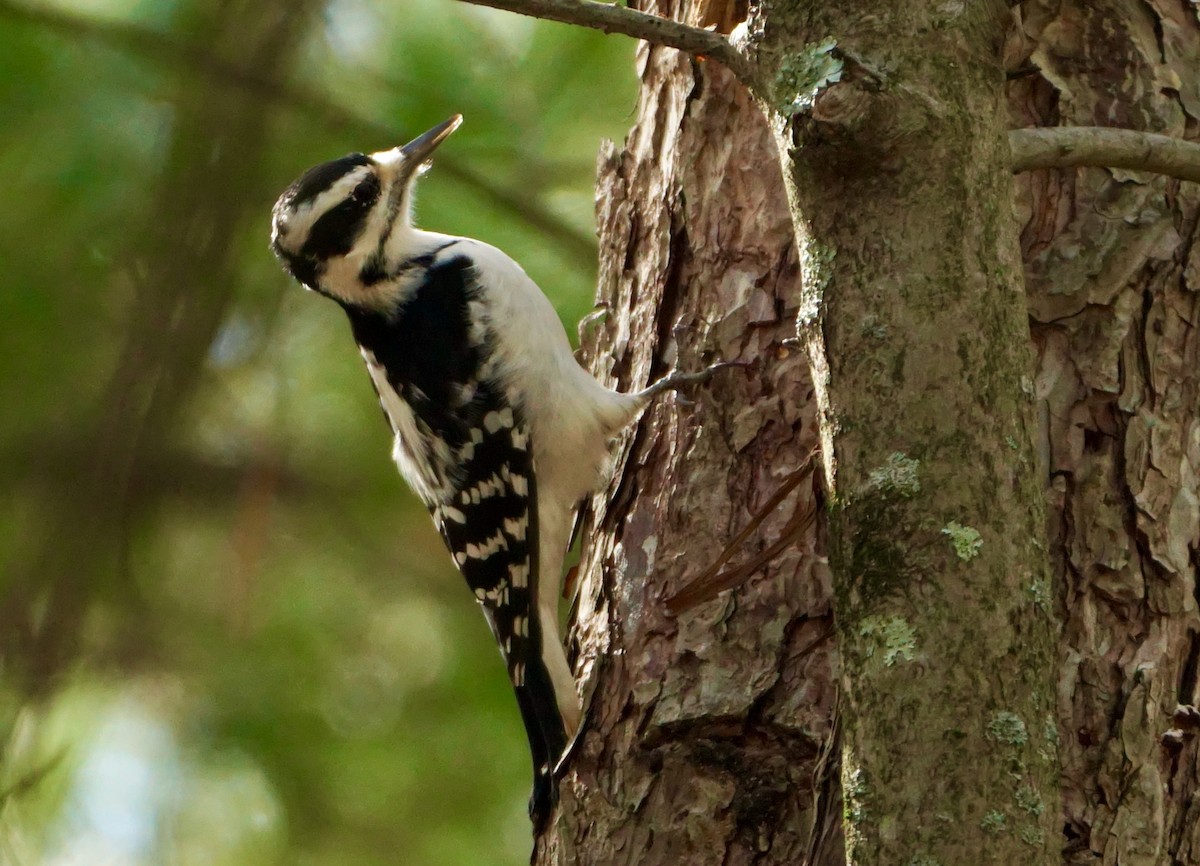 Hairy Woodpecker - ML384763011