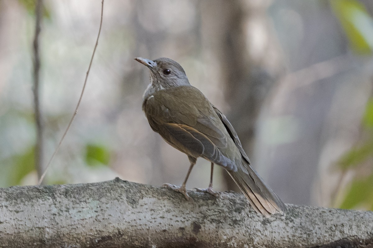 Pale-breasted Thrush - ML384763091