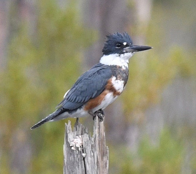 Belted Kingfisher - ML384764821