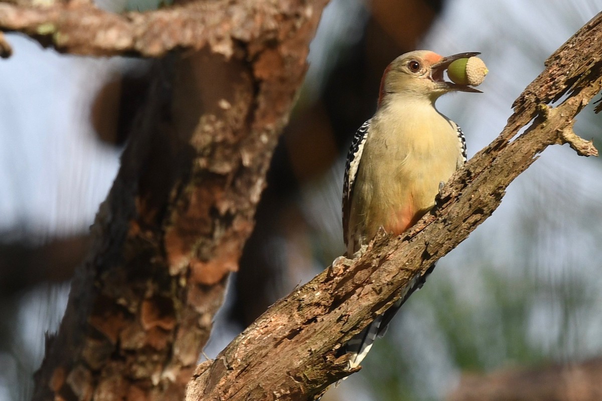 Red-bellied Woodpecker - ML384769111