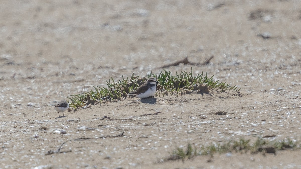 Double-banded Plover - ML384769451