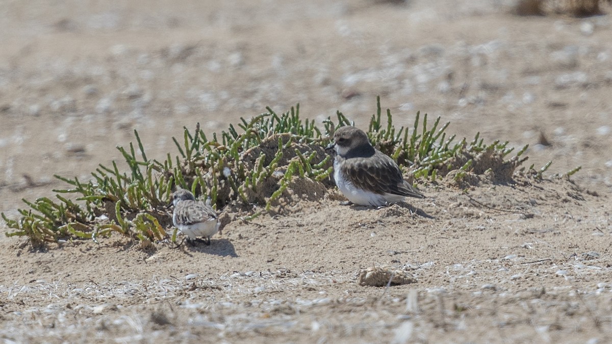 Double-banded Plover - ML384769461