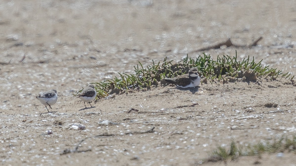 Double-banded Plover - ML384769481
