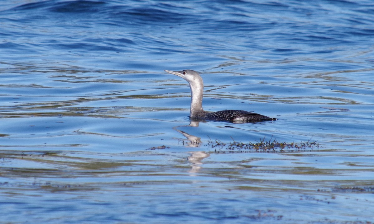 Red-throated Loon - ML384772661