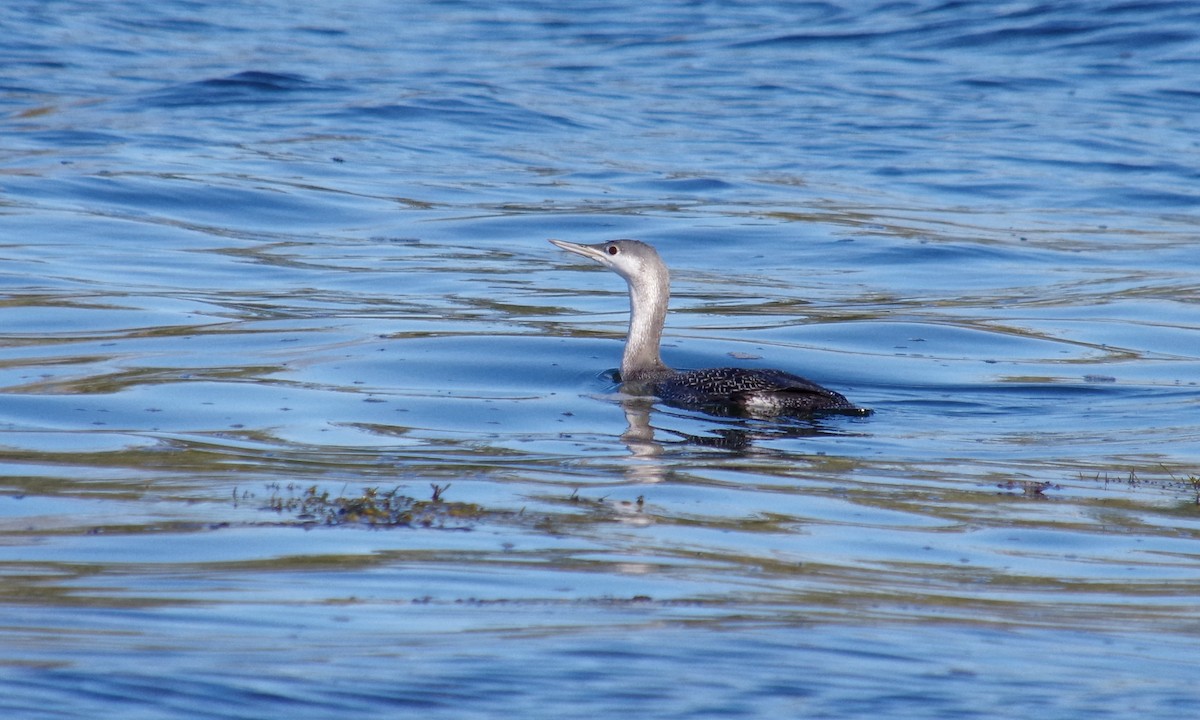 Red-throated Loon - J D