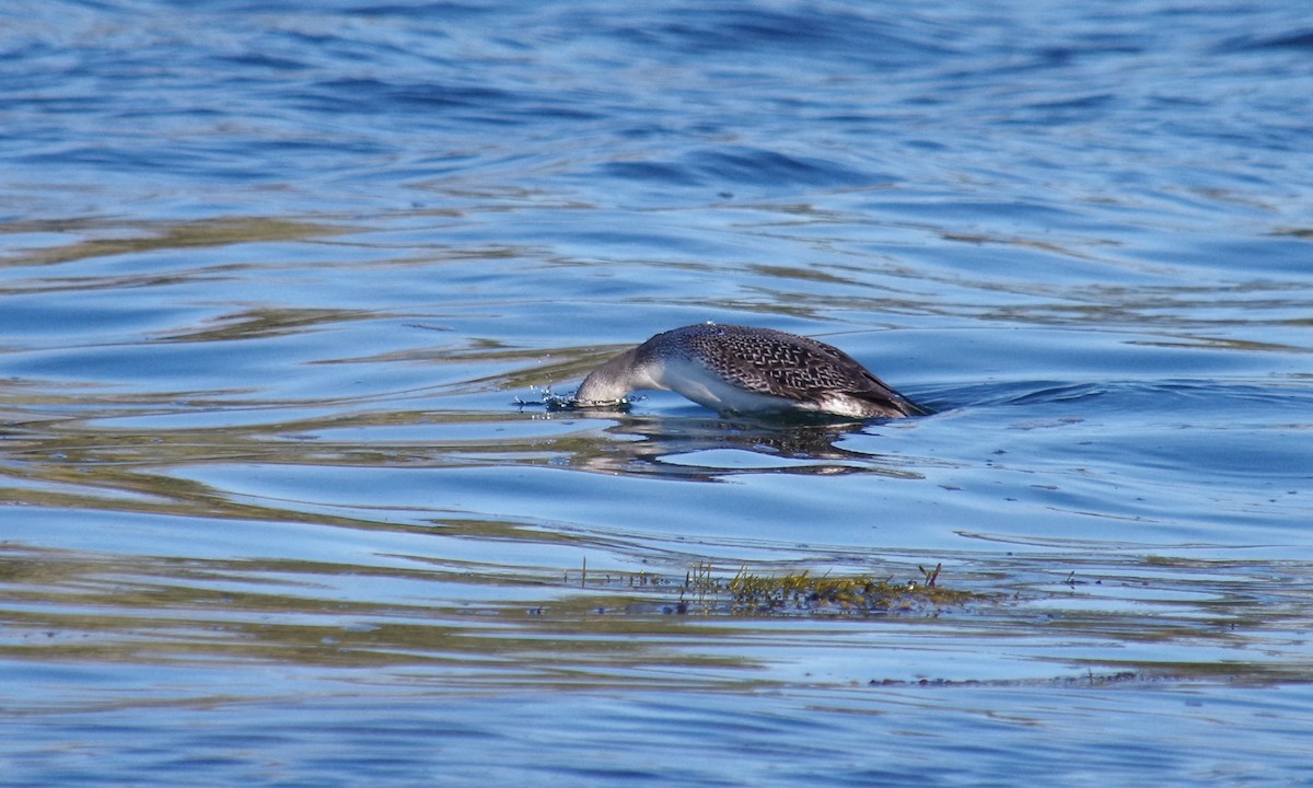 Red-throated Loon - ML384772711