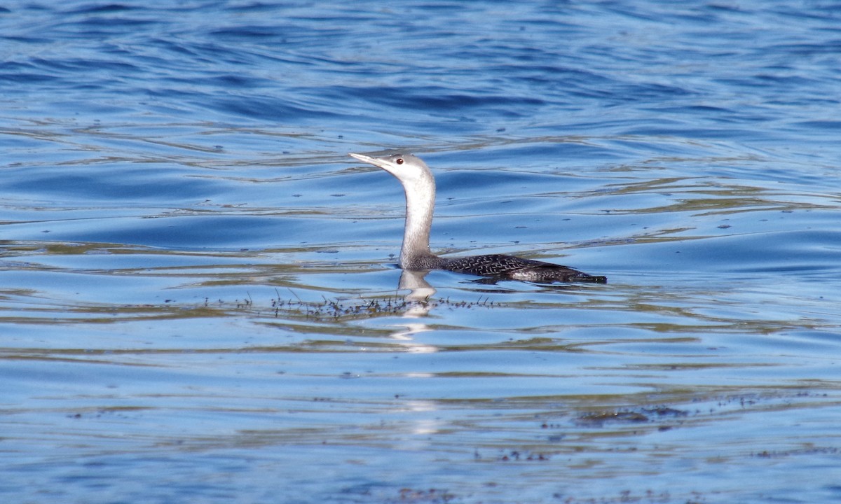 Red-throated Loon - ML384772721