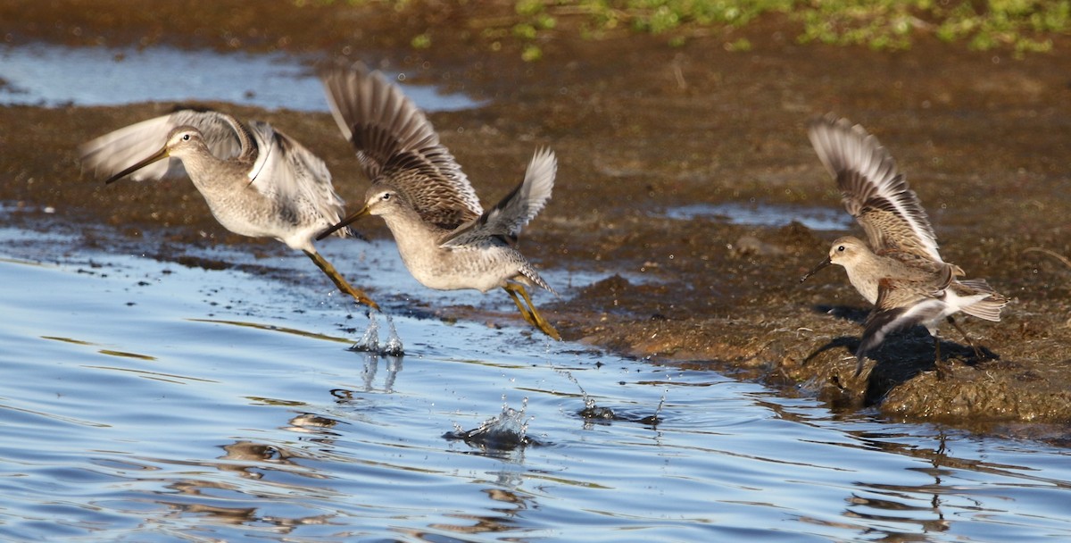 Long-billed Dowitcher - ML384772861