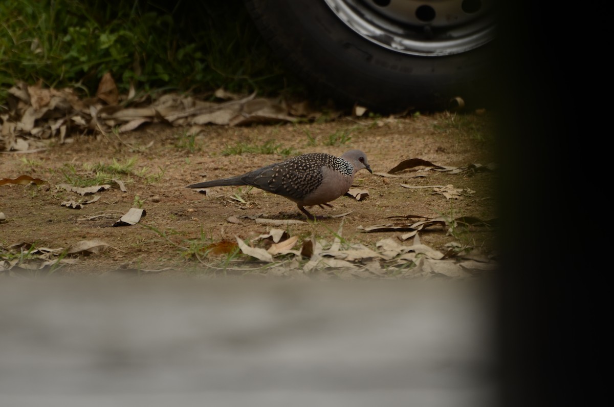 Spotted Dove - ML384773321