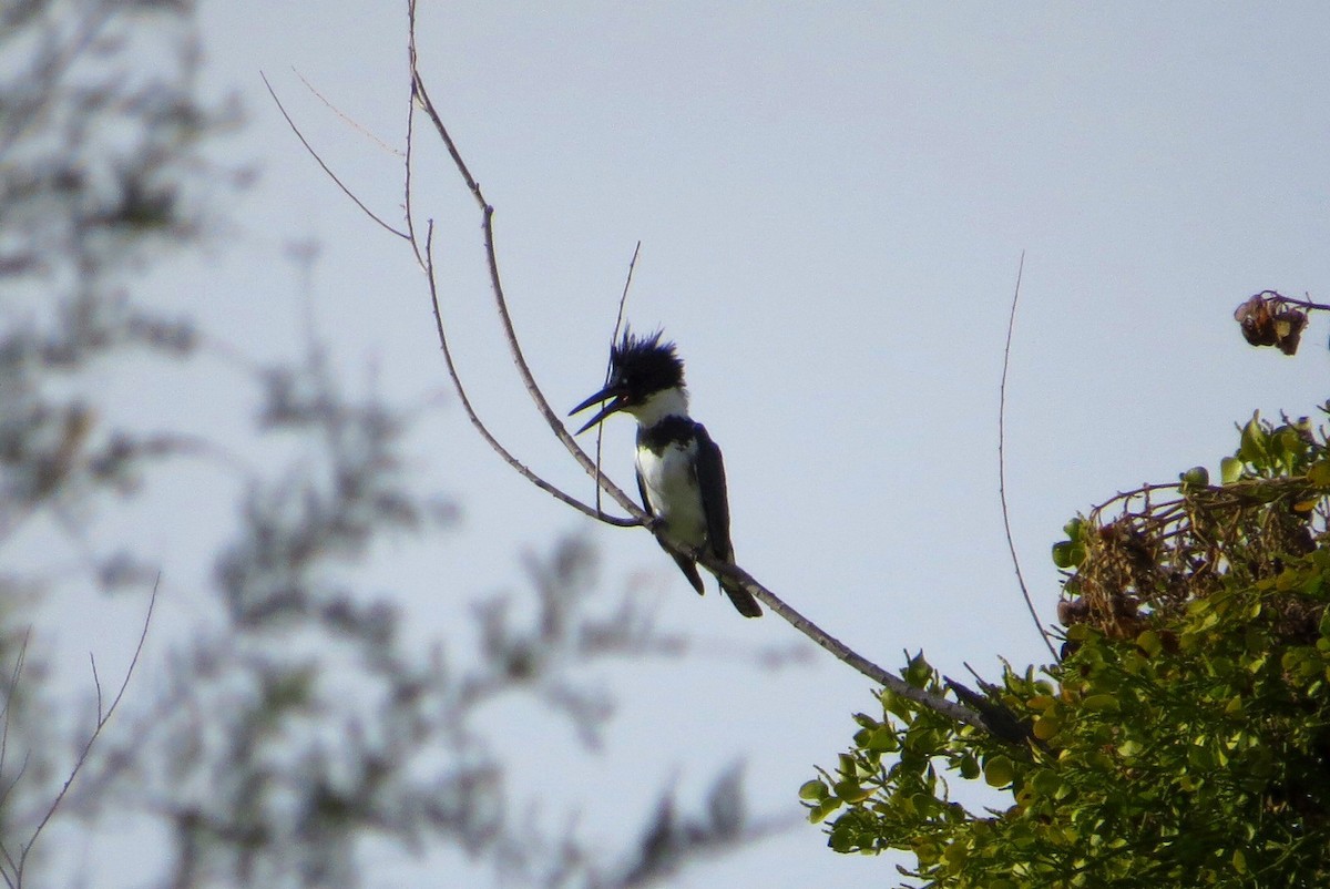 Belted Kingfisher - ML38477861