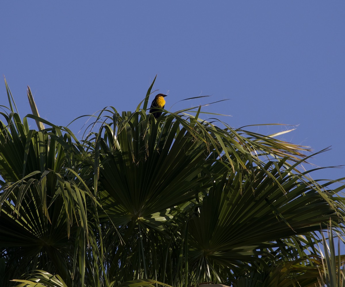 Yellow-headed Blackbird - ML384778981