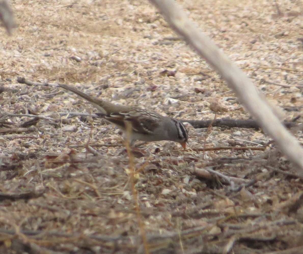 White-crowned Sparrow - ML38478251