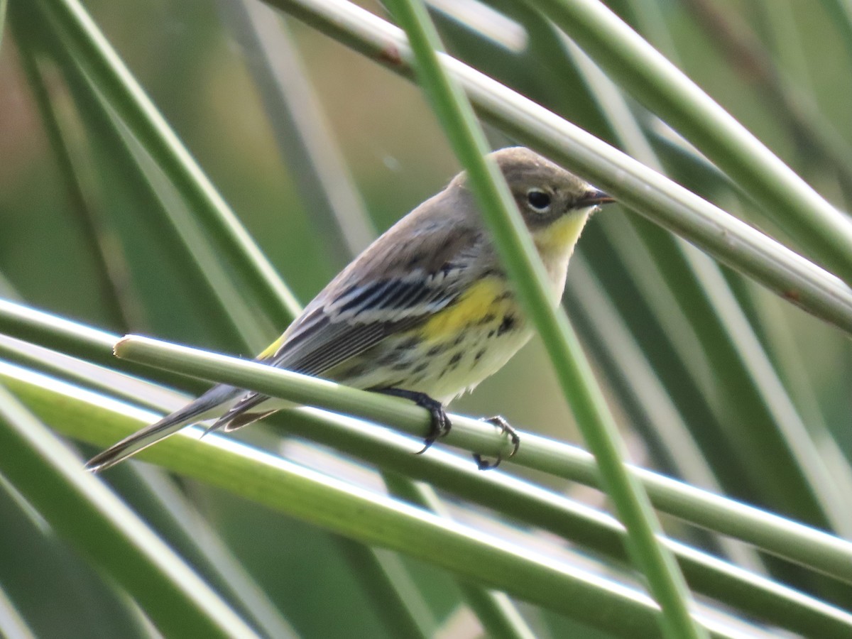 Yellow-rumped Warbler (Audubon's) - ML384788031