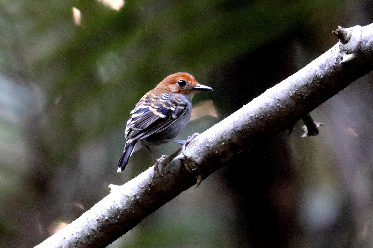 Common Scale-backed Antbird - Stephen Gast