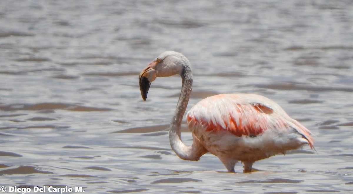 Chilean Flamingo - Diego Del Carpio