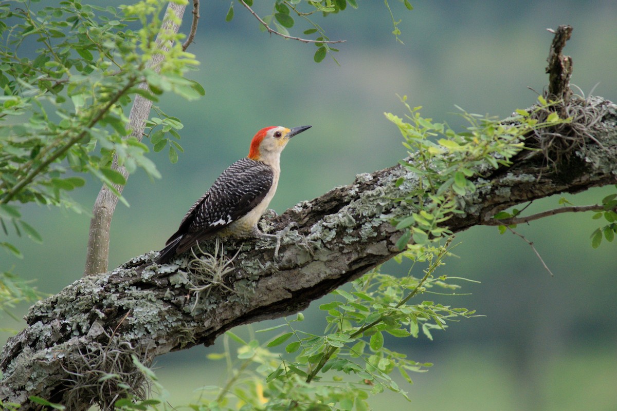 Golden-fronted Woodpecker - ML384789661