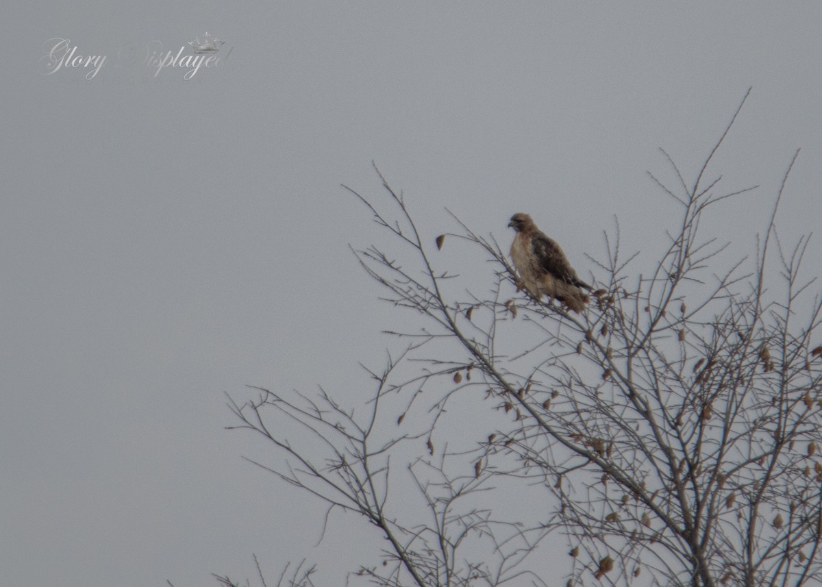 Red-tailed Hawk - ML384801711