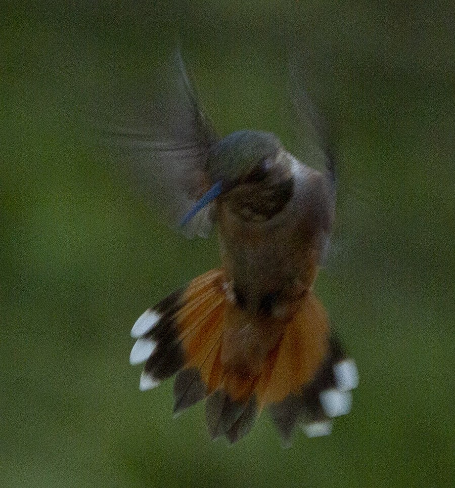 Rufous Hummingbird - ML384806201