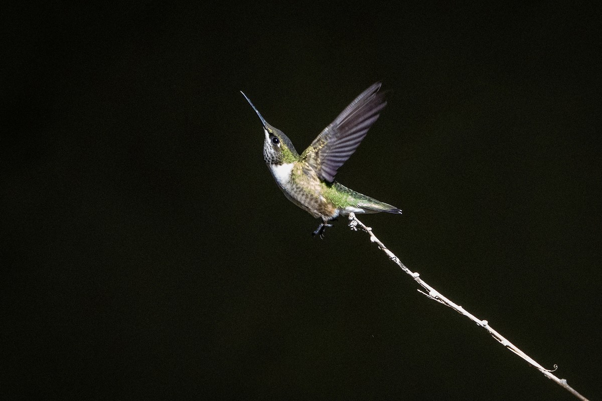 Ruby-throated Hummingbird - Hanna Zhao