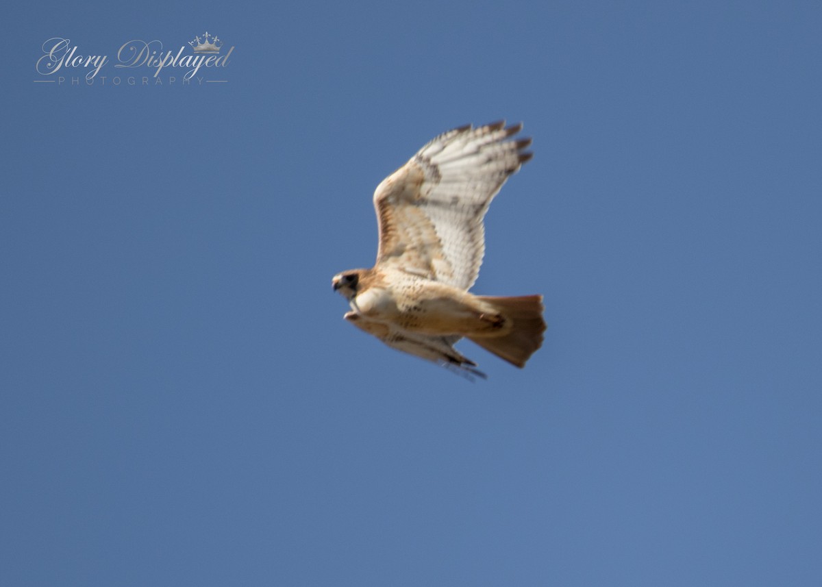 Red-tailed Hawk - Rachel Justice