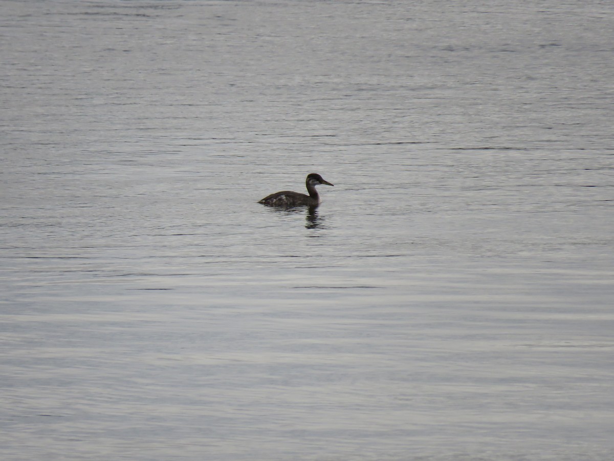 Red-necked Grebe - ML384813111