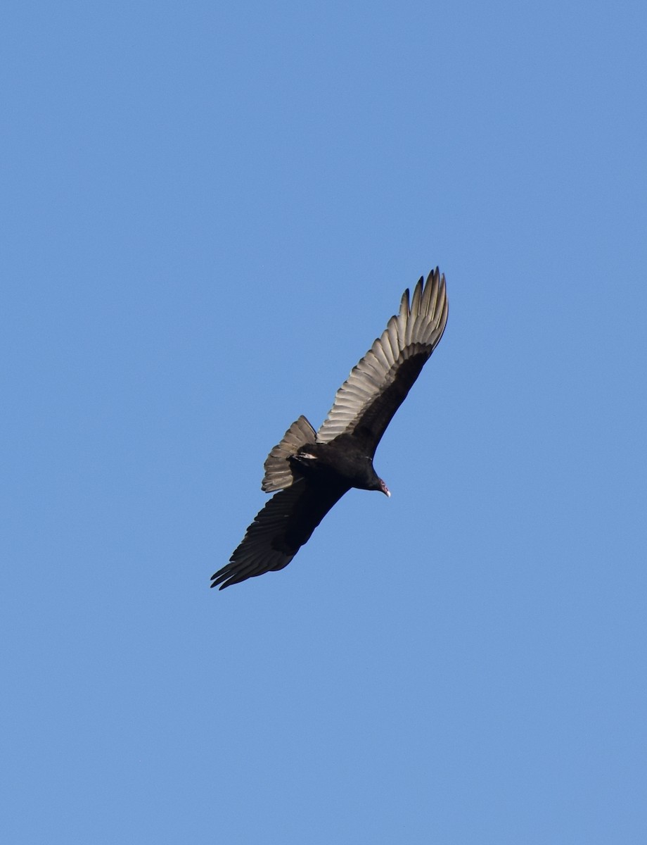 Turkey Vulture - ML384813121