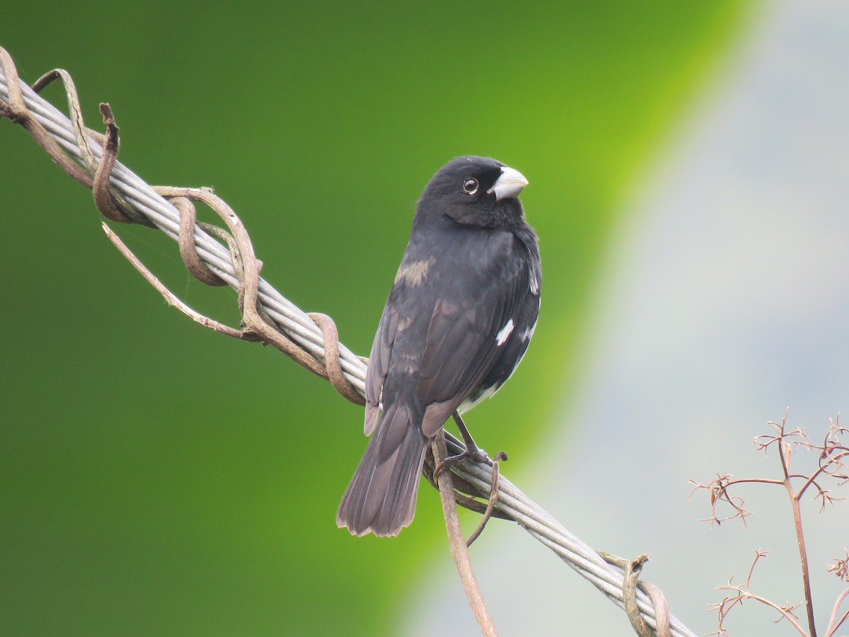 Black-and-white Seedeater - ML384826271