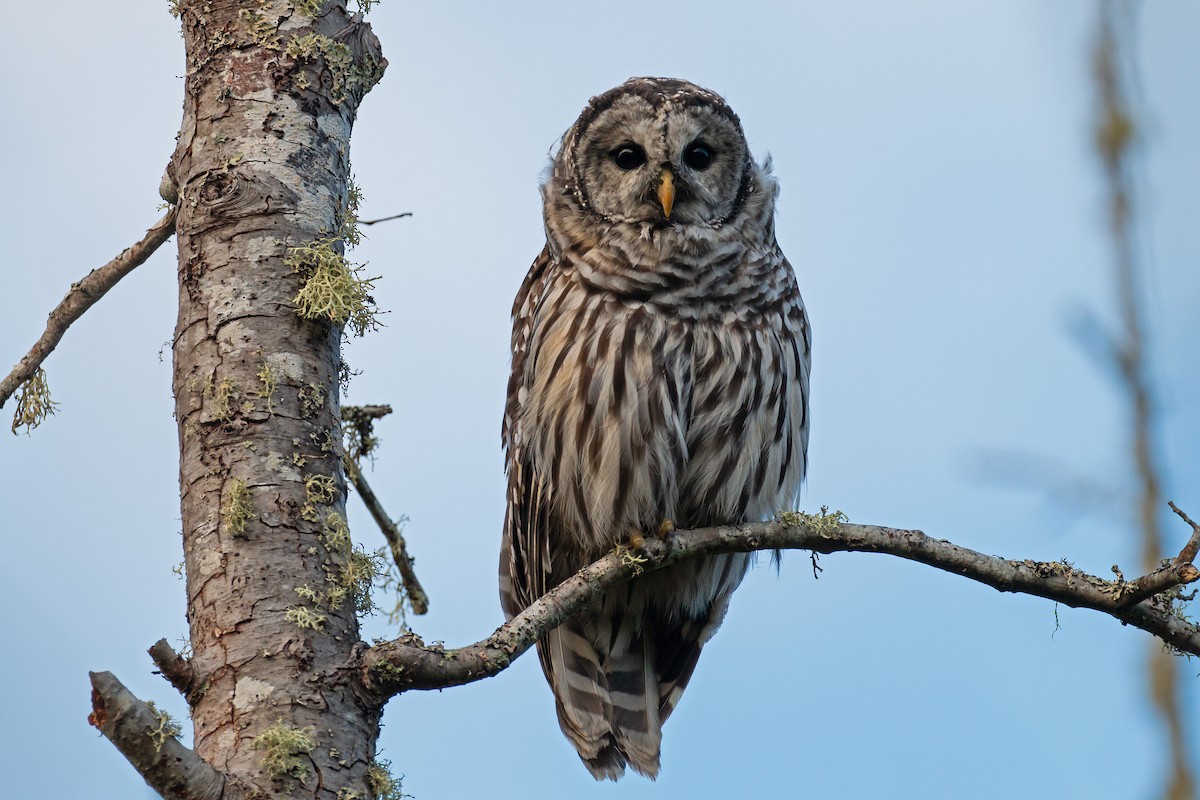 Barred Owl - ML384828971