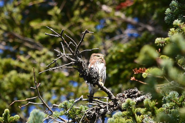 Northern Pygmy-Owl at Elk Mountain by Ed Klassen