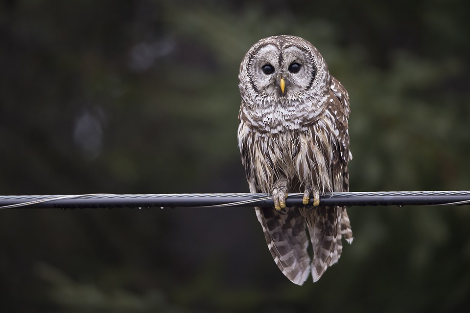 Barred Owl - ML38483241