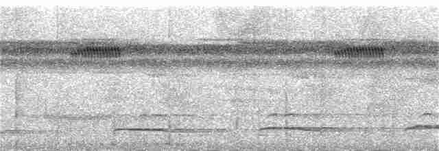 Тиран-плоскодзьоб рудохвостий - ML384833381