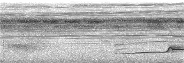 Тиран-плоскодзьоб рудохвостий - ML384833871