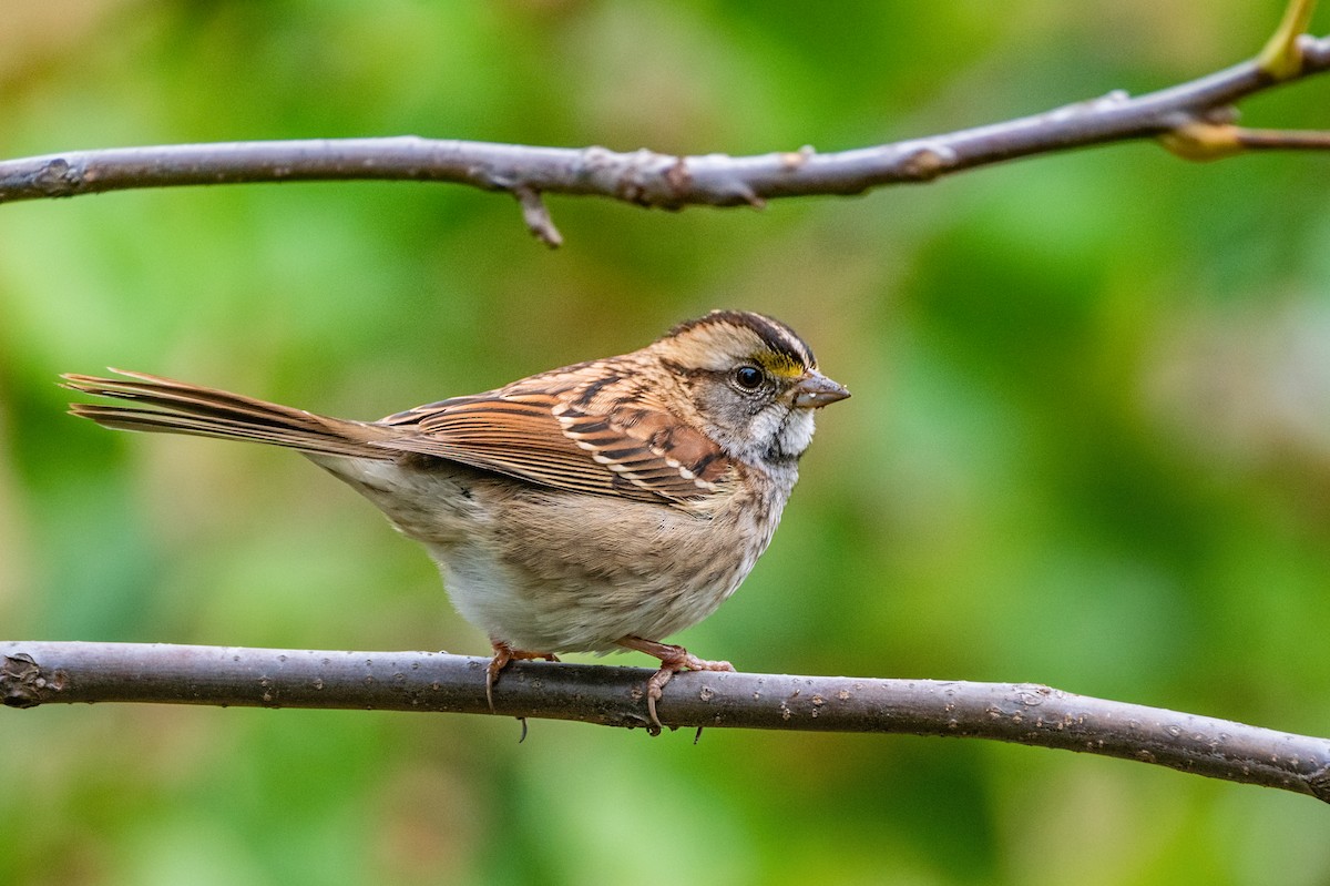 White-throated Sparrow - Dori Eldridge