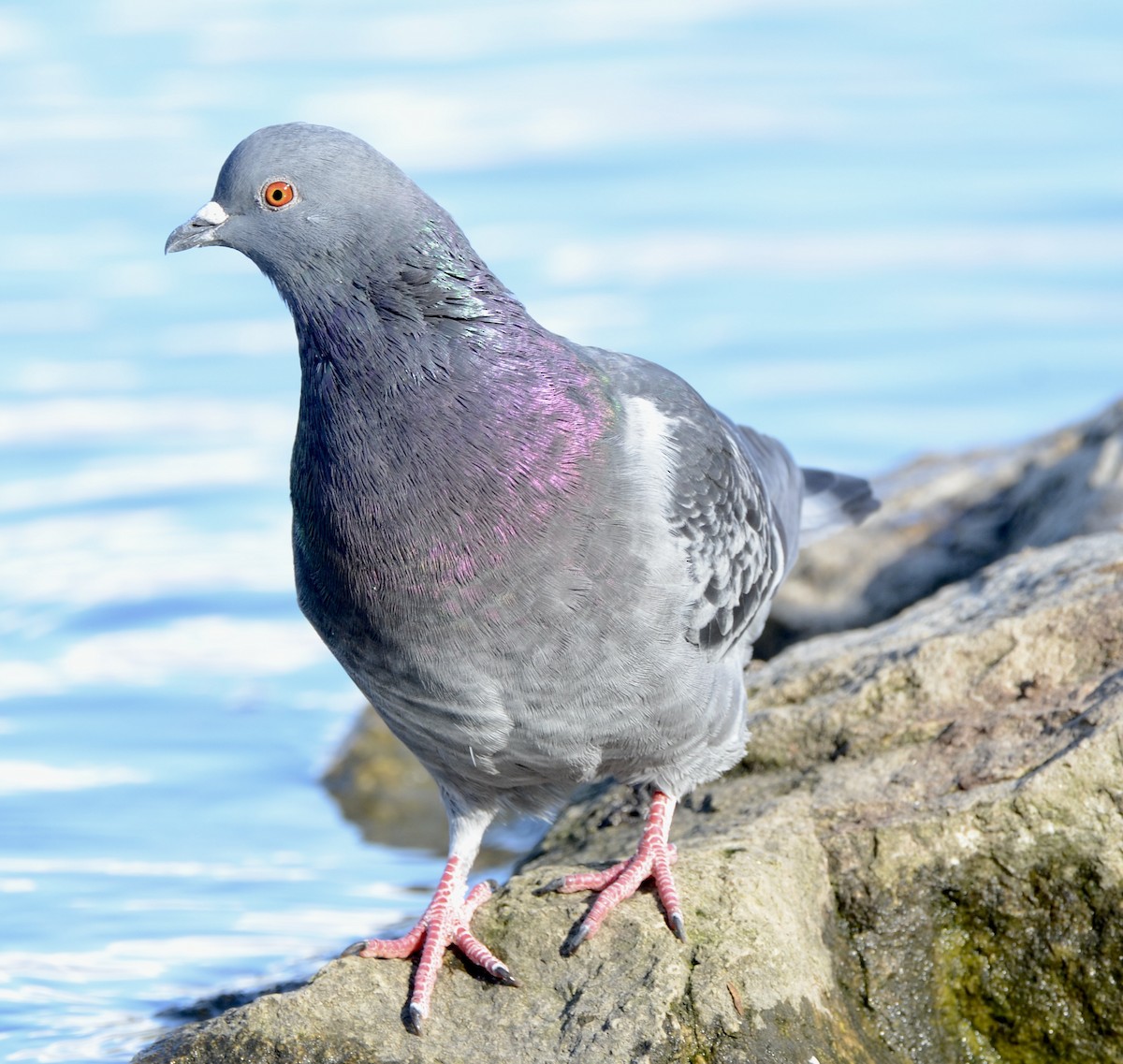 Rock Pigeon (Feral Pigeon) - ML384860061