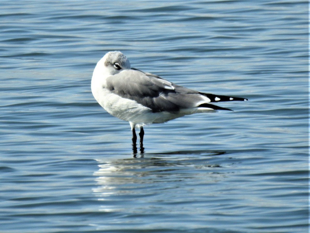 Laughing Gull - Annelia Williams