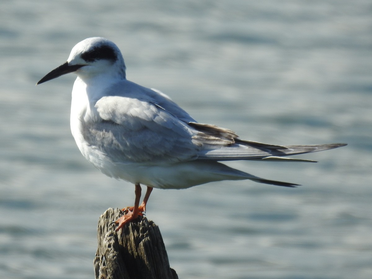 Forster's Tern - Annelia Williams