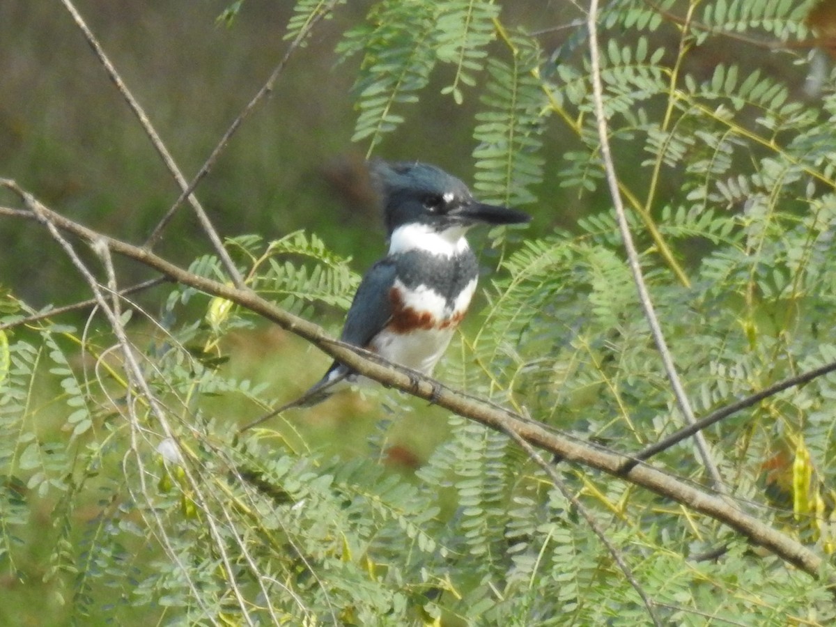 Belted Kingfisher - Annelia Williams