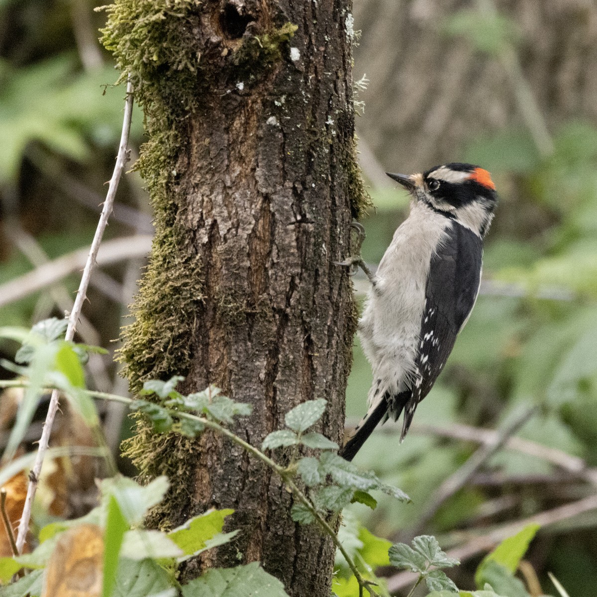 Downy Woodpecker - Seymore Gulls