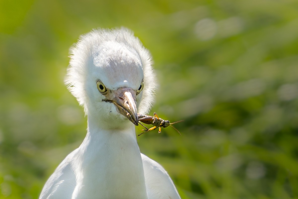 Western Cattle Egret - Old Bird