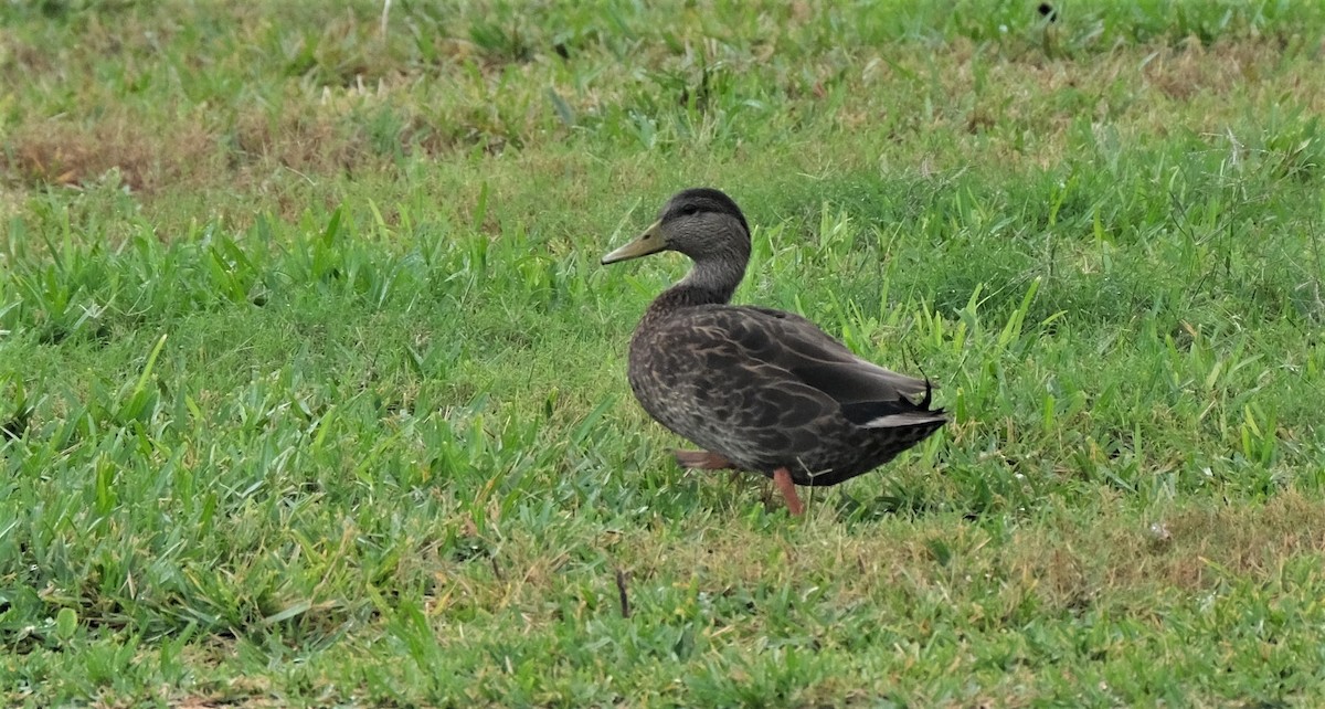 American Black Duck - ML384862481