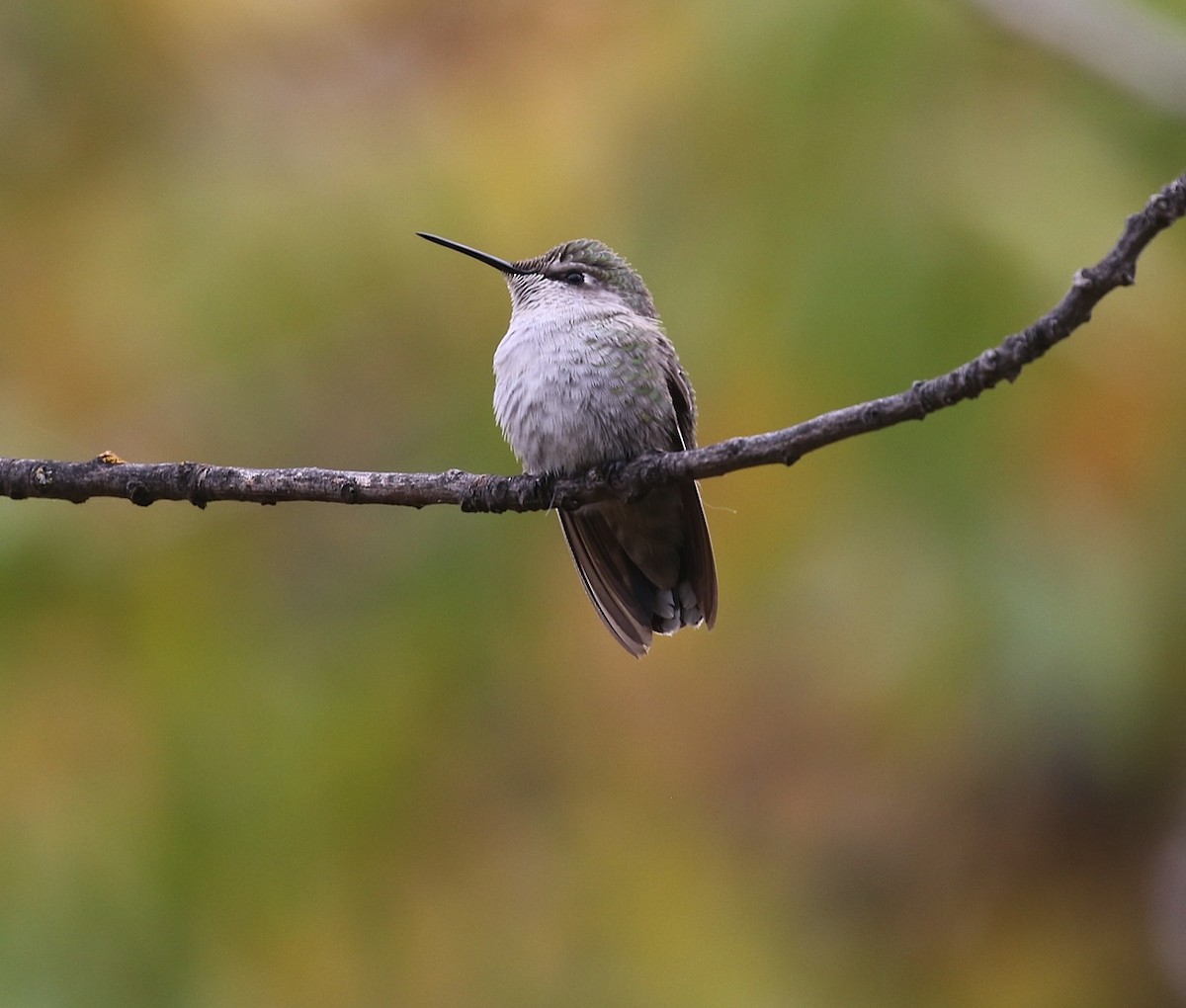 Costa's Hummingbird - Kent Van Vuren