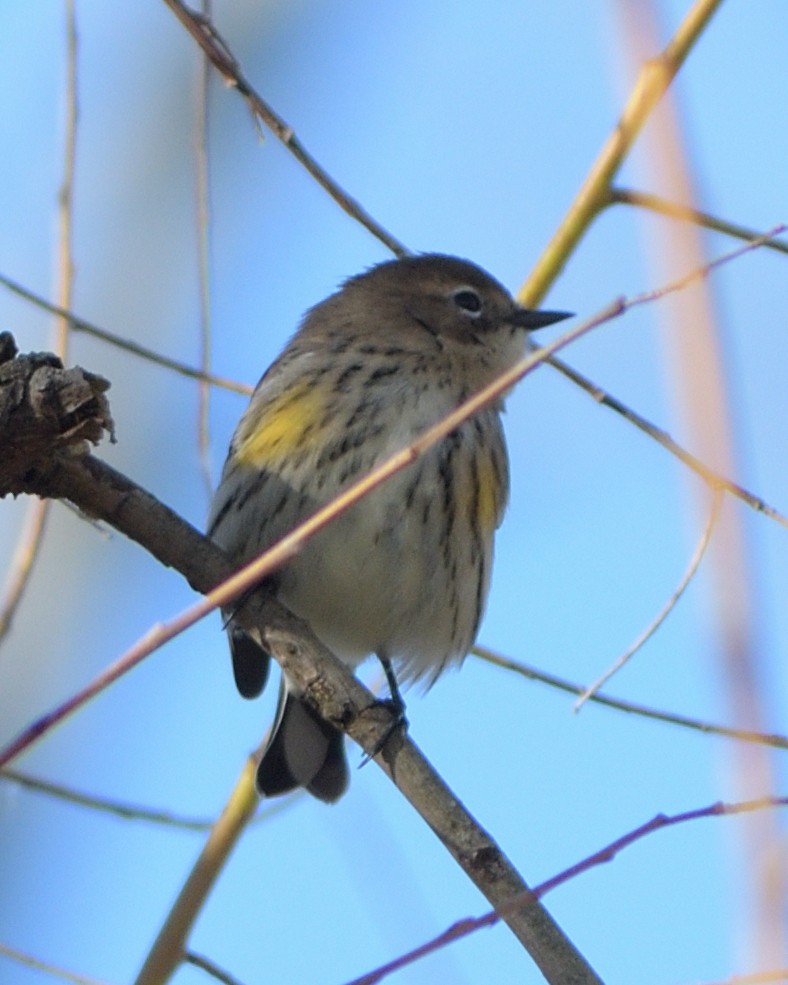 Yellow-rumped Warbler (Myrtle) - ML384866191