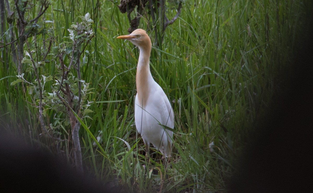 Eastern Cattle Egret - shorty w
