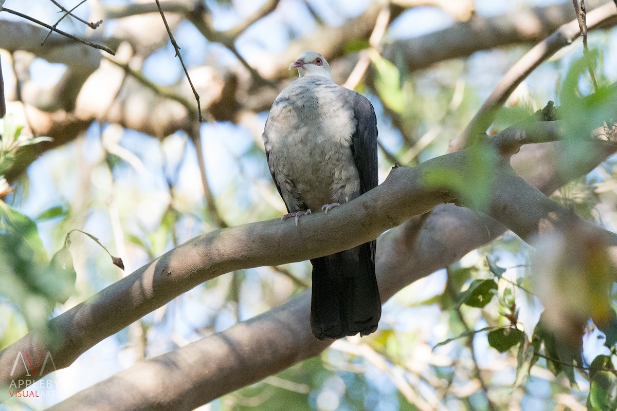 White-headed Pigeon - Rodney Appleby