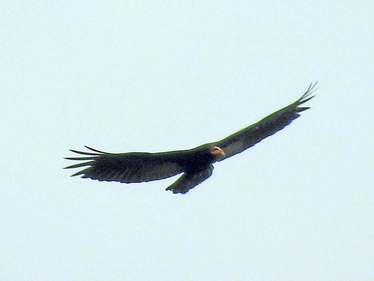 Greater Yellow-headed Vulture - Diane Thomas