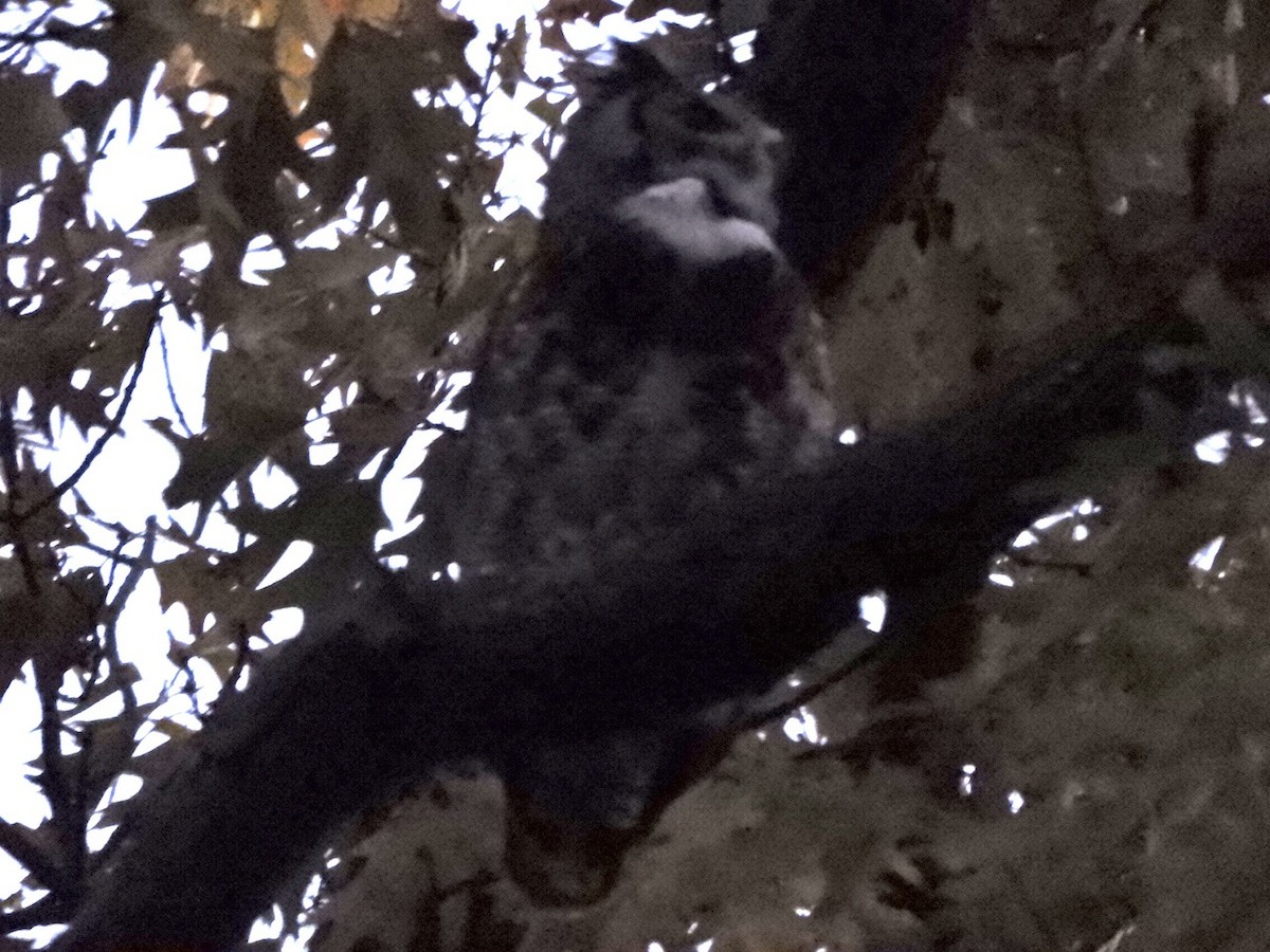 Great Horned Owl - ML384876621
