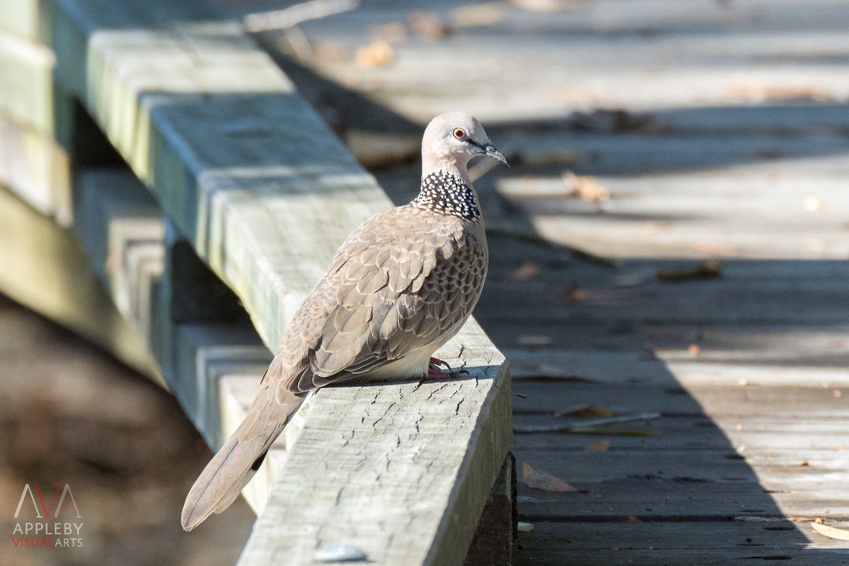Spotted Dove - ML38487941