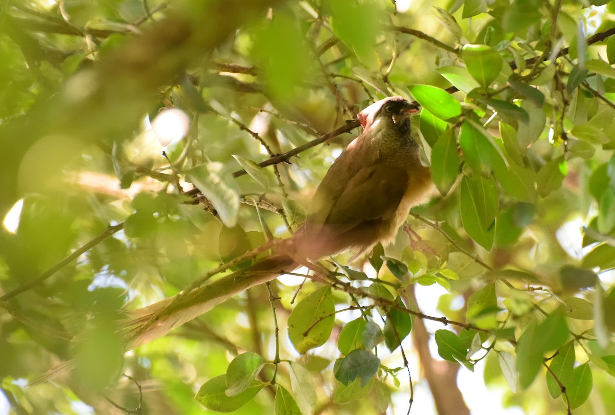 Speckled Mousebird - ML384885231
