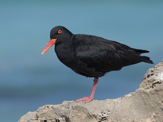  - African Oystercatcher