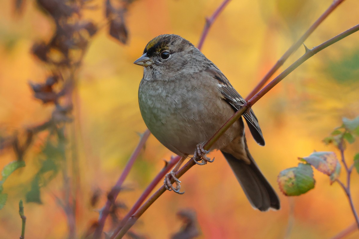 Golden-crowned Sparrow - ML384886151